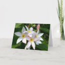 Suche nach hawaii kleine grußkarten Blume
