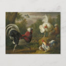 Recherche de poulailler cartes postales Coq