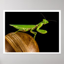 Suche nach betende poster Makro