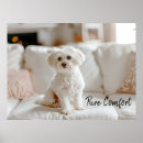 Suche nach malteser poster Maltesisch
