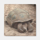 Suche nach schildkröten magnete Natur
