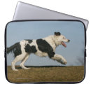 Recherche de augmenté photographie Border collie