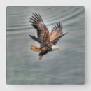 Suche nach weißkopfseeadler wanduhren Wild lebende tiere