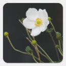 Suche nach japanische blumen aufkleber Anemon