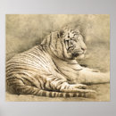 Recherche de safari posters Chat