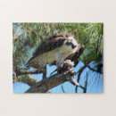Recherche de hawk puzzles Raptor