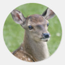 Suche nach bambi aufkleber Tiere