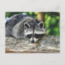 Suche nach raccoon postkarten Tier