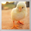 Suche nach tierthemen poster Horizontal