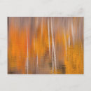 Recherche de castors cartes postales Arbre