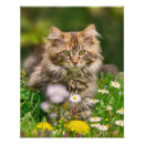 Recherche de chaton tigré posters Animal