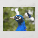 Suche nach peacocks postkarten Wild