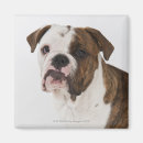 Suche nach bulldoggenwelpe Fotografie