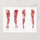 Recherche de muscle humain cartes postales Anatomie humaine