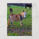 Recherche de âne photographie Chevaux