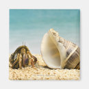 Suche nach die krabbe magnete Muschel