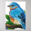 Suche nach drossel poster Wild lebende tiere