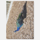 Suche nach fasan magnete Pfau