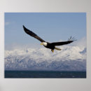 Suche nach alaska adler poster Tierwelt
