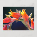 Recherche de echeveria cartes postales Jardin