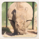 Recherche de rhinocéros dessous de verres Zoo