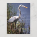 Recherche de grand oiseau cartes postales Faune