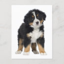 Suche nach berner sennenhund karten Liebe