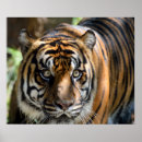 Suche nach sumatran poster Tiger