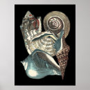 Recherche de conque posters Coquillage de conque