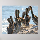 Suche nach pelican poster California