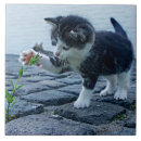 Recherche de chaton mignon carreaux Animal