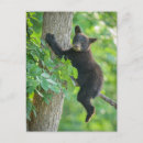 Recherche de ourson cartes postales Animal bébé mignon