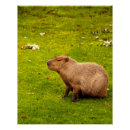 Suche nach capybara poster Süß