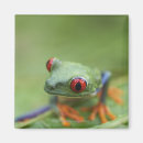Suche nach mit augen baumfrosch Muscheln