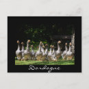 Suche nach schwarze ente postkarten Vogelvogel
