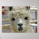 Recherche de alpaca posters Cute