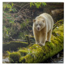 Suche nach gordon fliesen Wald