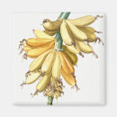 Suche nach banane magnete Obst