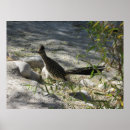 Recherche de roadrunner posters Oiseau