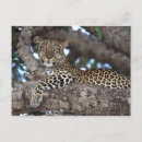 Suche nach masai mara postkarten Eins