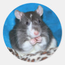 Recherche de rats autocollants Pour tous
