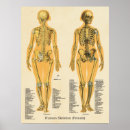 Recherche de os humains Anatomie