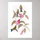 Recherche de hummingbird posters Colibris
