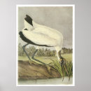 Suche nach john james audubon poster Natur