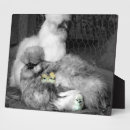Suche nach schwarzer vogel fotoplatten Tiere