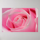 Suche nach hellrosa rose poster Licht