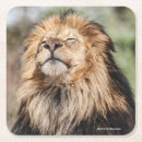 Suche nach niedlicher löwe untersetzer Wild lebende tiere