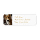 Recherche de corgi étiquettes adresse retour Chien