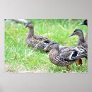 Recherche de canards posters Animaux