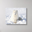 Recherche de renard photographie Neige
